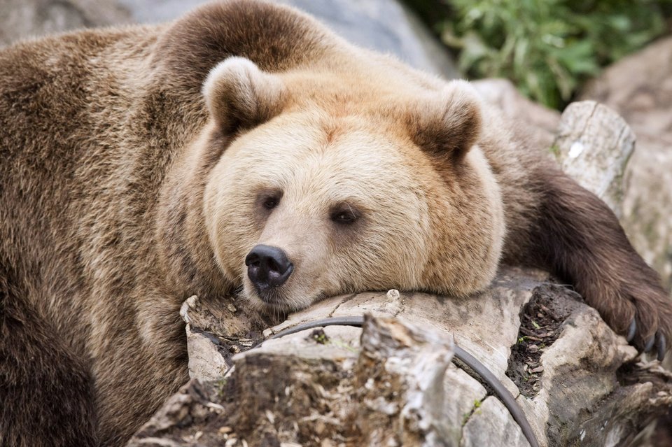 05-31-bear.jpg - bigbear