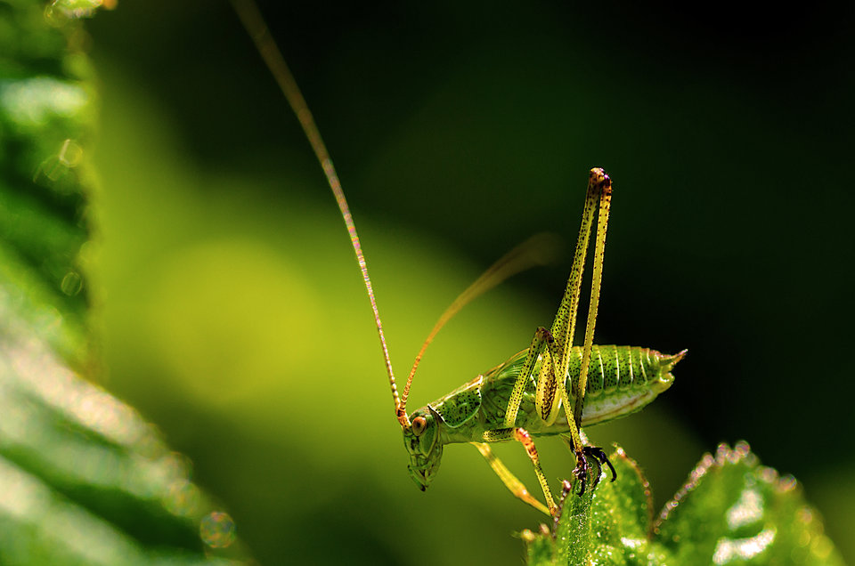 Hop... - mystic