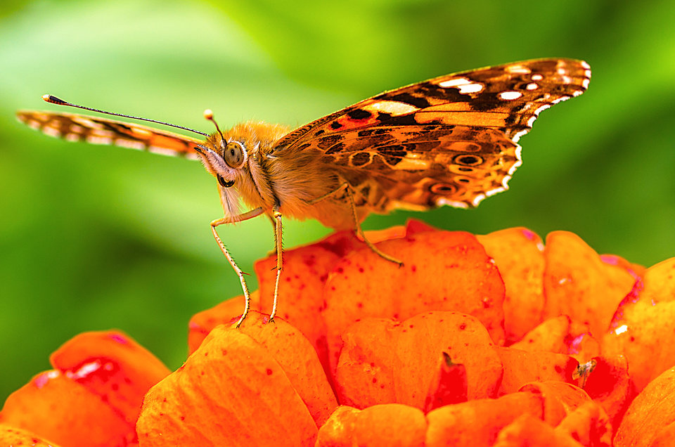 Mothra - mystic
