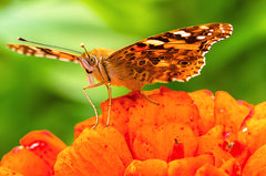 Mothra