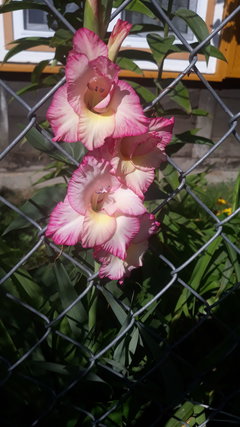 IMG-20190818-WA0002.jpeg