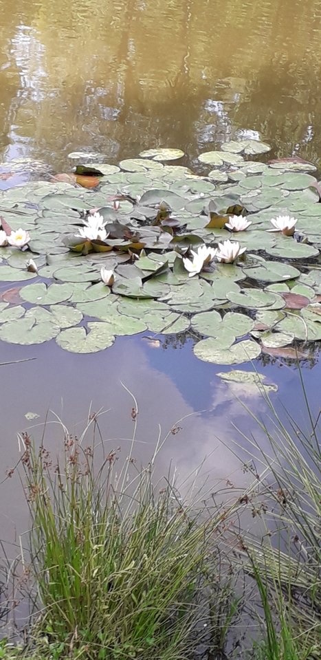 Screenshot_20190904-080206_Gallery.jpg - Nuteczek101