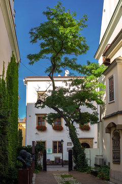 Odrobina zieleni