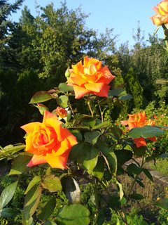 IMG_20190831_173646.jpg
