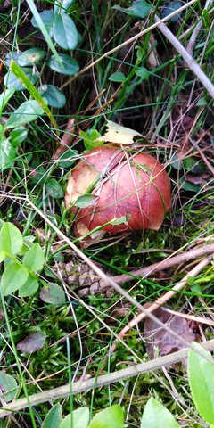 IMG_20190924_123208.jpg