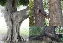 lesny sex.jpg