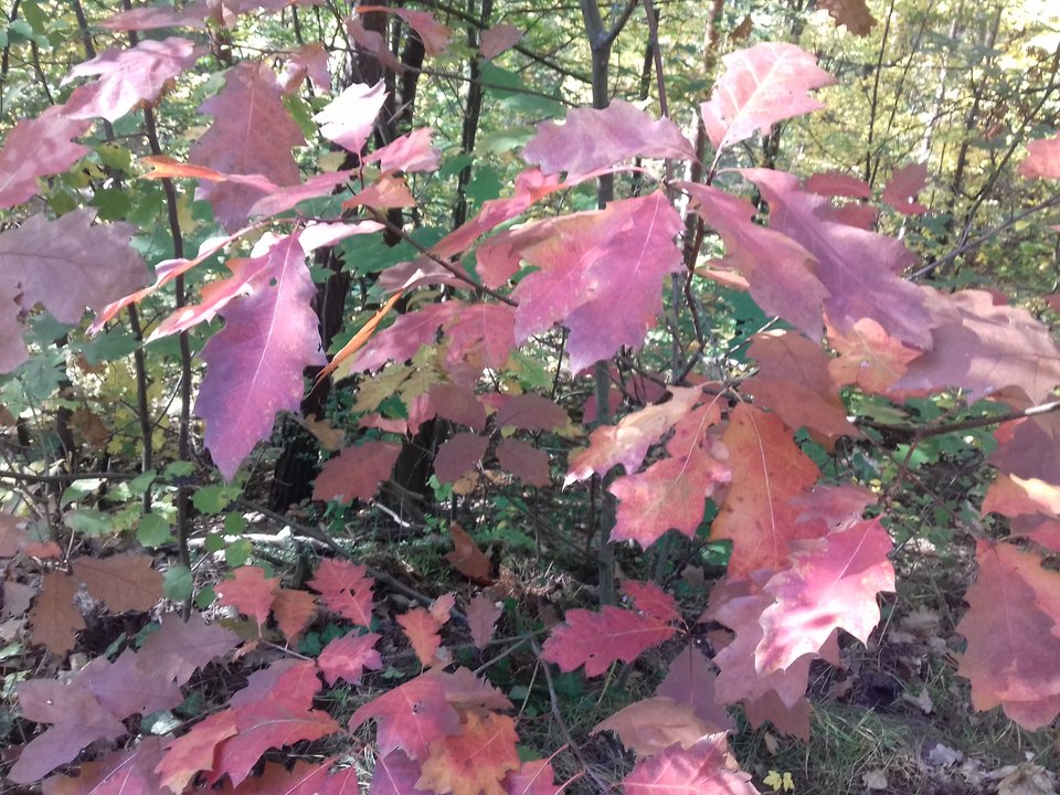 20191015_123055.jpg - torii99