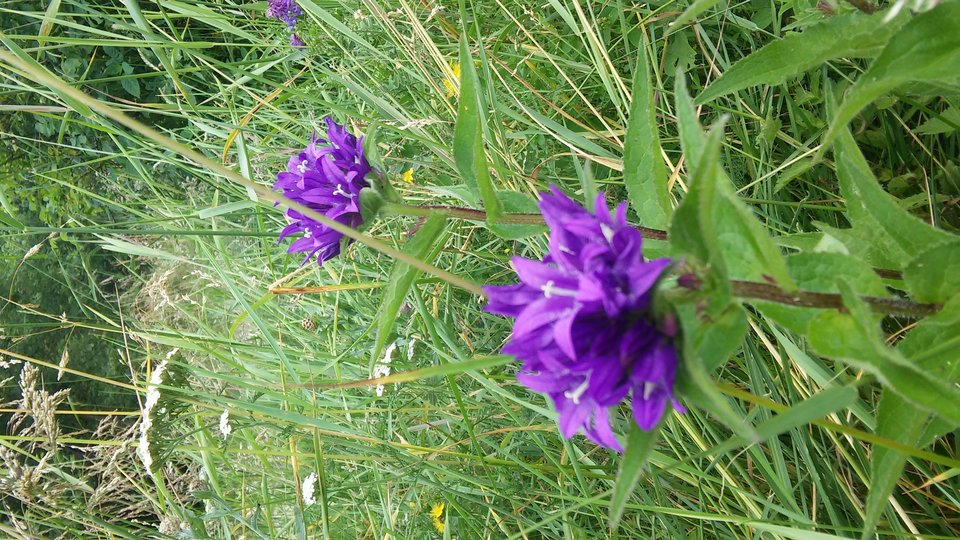 20190718_141146_HDR.jpg - ptak362