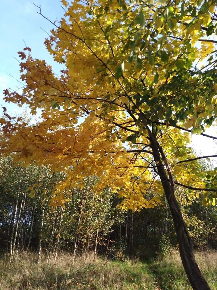 Jesiennie 🍂🍁🍃 - Mirabelka37