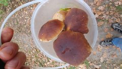 Prawdziweczki.jpg