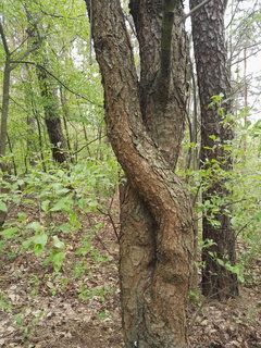IMG_20190427_134428.jpg