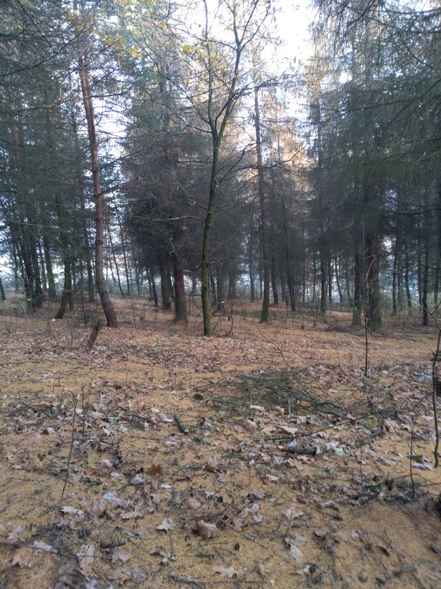 kutasnyI37