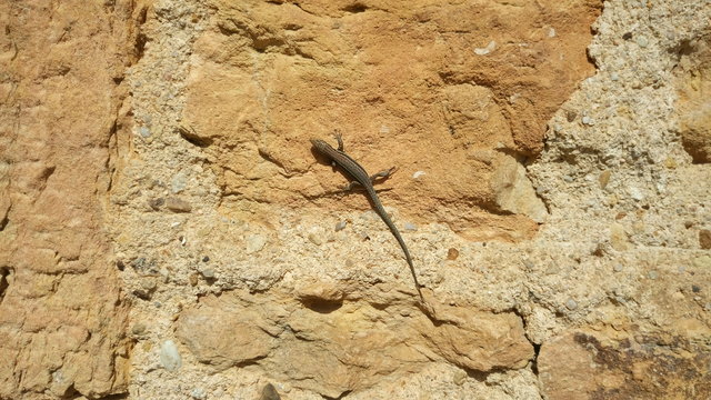 pavloff