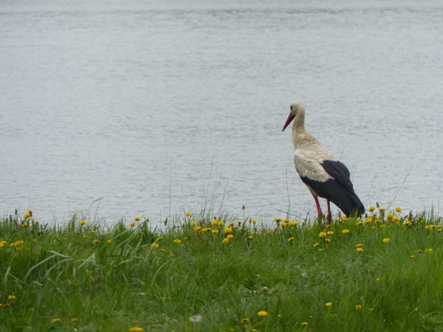 onaongliwice