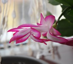 FLOWER.jpg