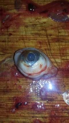 IMG-20171221-WA0007.jpg