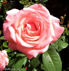 🥀🍃🥀🍃🥀🍃🥀🍃