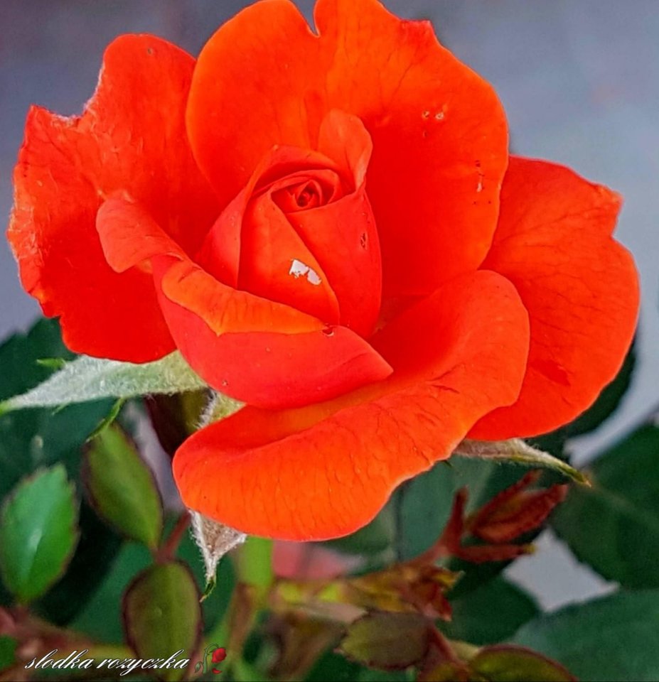 🥀🍃🥀🥀🍃🥀🍃🥀🍃🥀🥀🍃🥀 - Slodka_Rozyczka