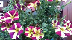 20190719_205506.jpg