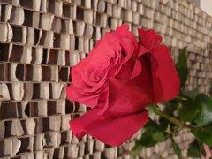 Tutaj jeszcze sama🌹...