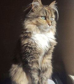 KICIA_MOJA