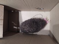 IMG_20200327_204917.jpg