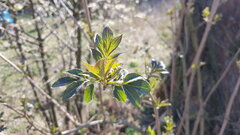 20200407_113335.jpg