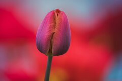Tulipek