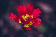 Tulip