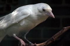 Bialy_kruk77.jpg