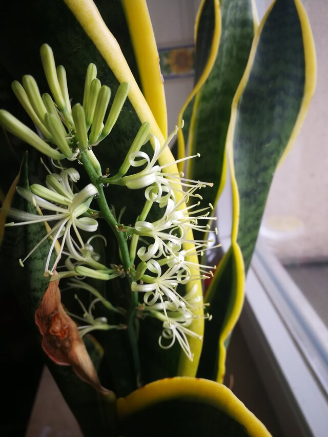 MaciekBoribos