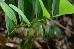 DSC_7475.JPG