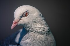 Ptasi modeling 8