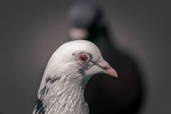 Ptasi modeling 1