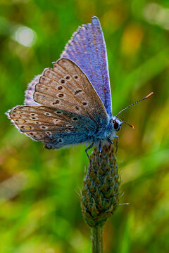 Lady blue