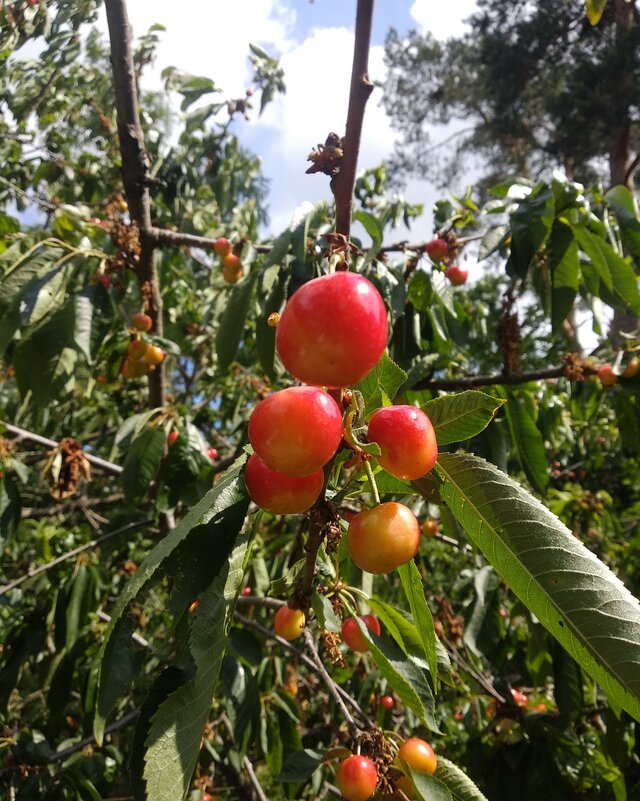 Olek_51