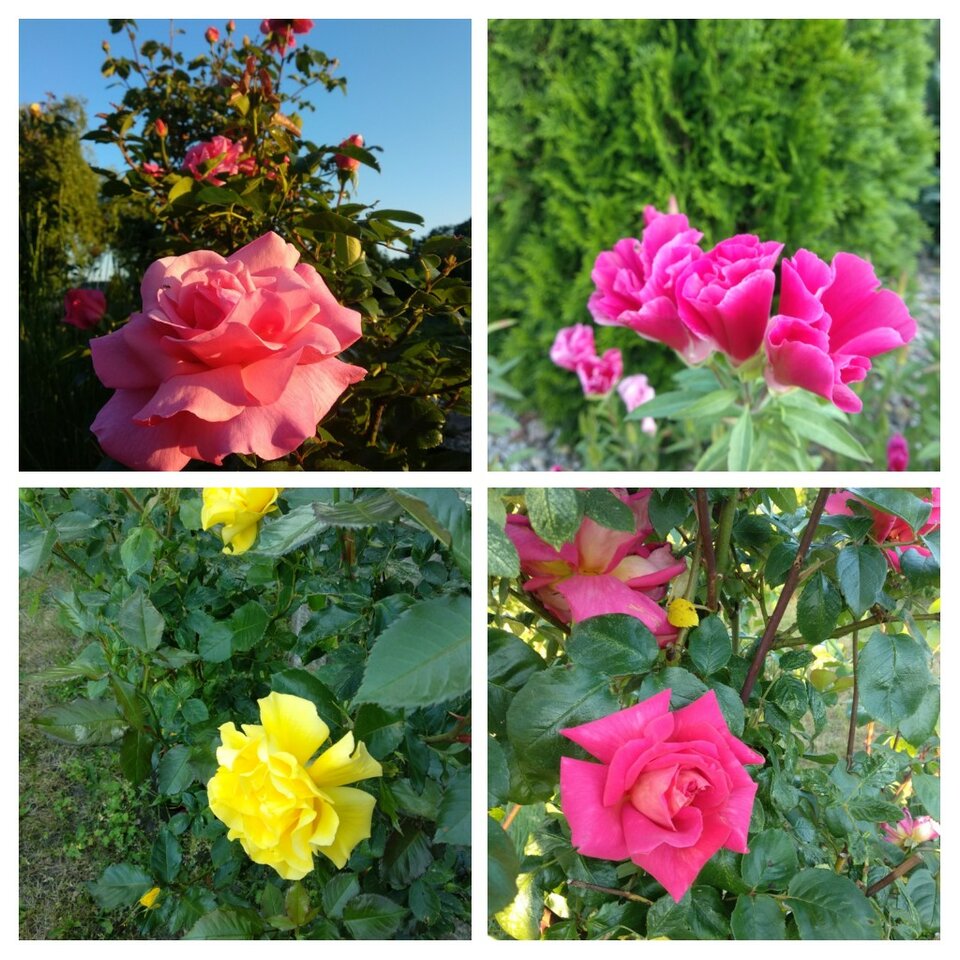 20200615_063750-COLLAGE.jpg - Olek_51
