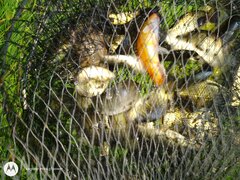 IMG_20200706_171552480.jpg