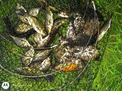 IMG_20200706_171617331.jpg