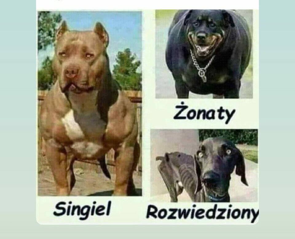 Odrobina humoru 😂 ciekawe ilu takich panów tutaj jest😂 - ArMagLLe