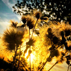 6509F9FF-CC3E-457E-8DC8-6C1D8D25F3A4.jpeg