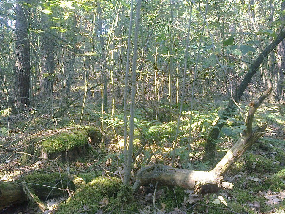 Zdjęcie0350.jpg - tomek3576