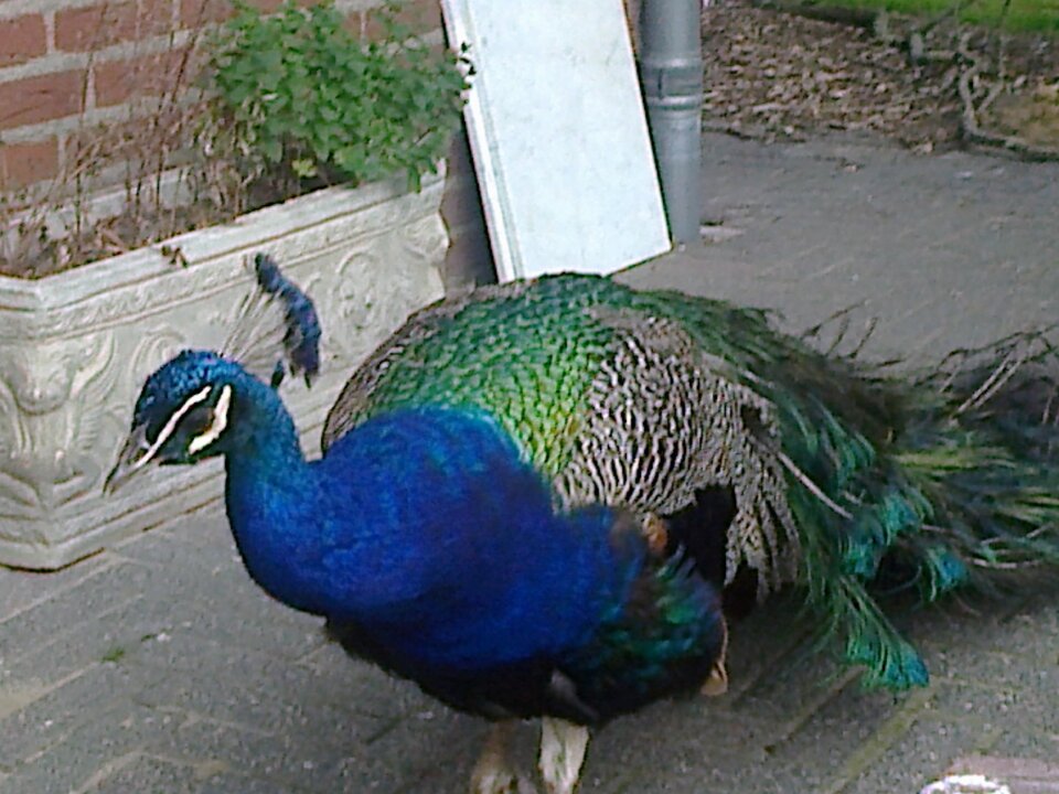 Zdjęcie0246.jpg - tomek3576