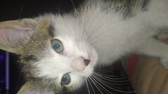 IMG_20200727_195800.jpg
