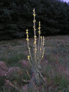 P1010005.JPG