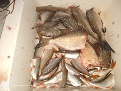 IMG_20200905_175110151.jpg