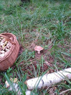 IMG_20200917_094016.jpg