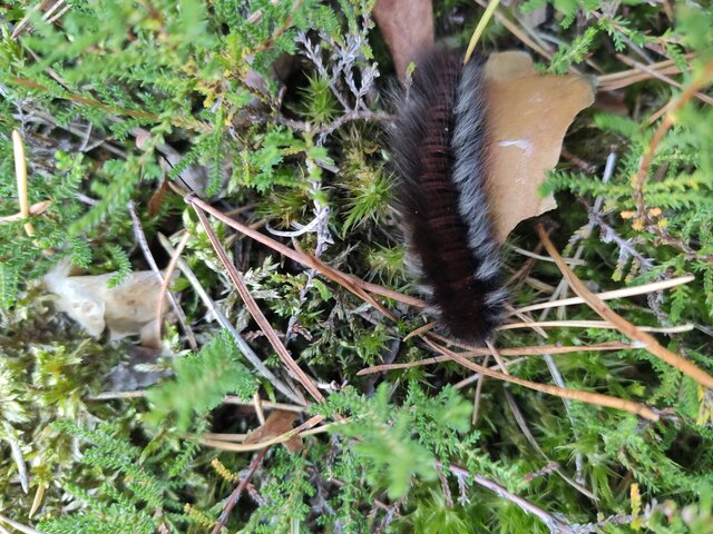 PanWawaPani