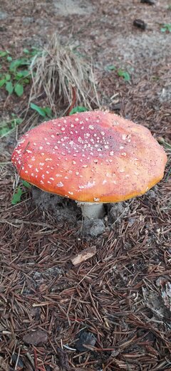 IMG_20201017_101340.jpg