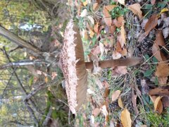 IMG_20201025_160341949.jpg